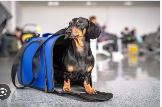 國內寵物托運完整指南：帶寵物到香港的所有須知